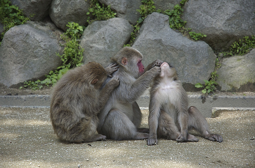 Nitpicking Monkeys